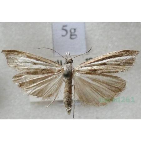 Agriphila inquinatella (Denis & Schiffermüller, 1775) Wachlarzyk śniadoszek Czech5g